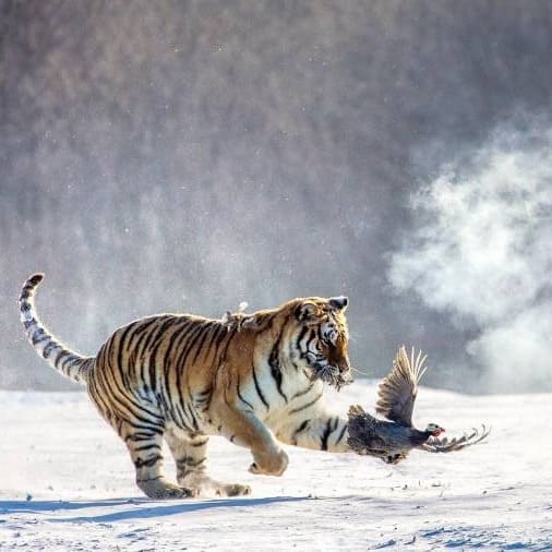 Show Me Hengdaohezi Siberian Tiger Park China Travel