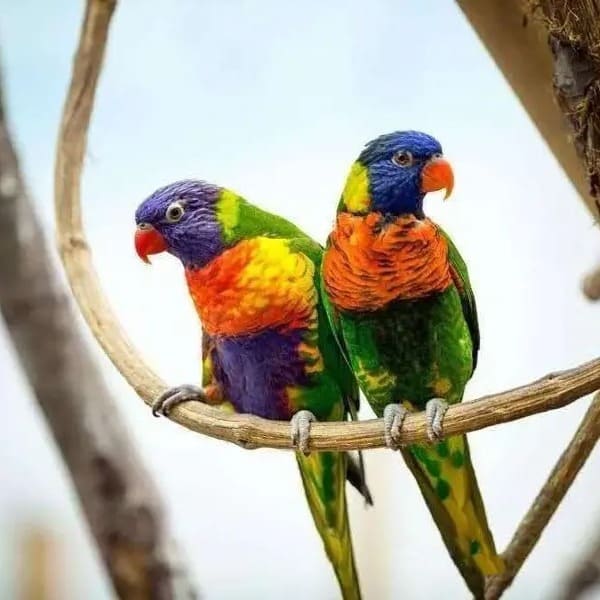 Show_Me_Hainan Tropical Birds World_China_Travel